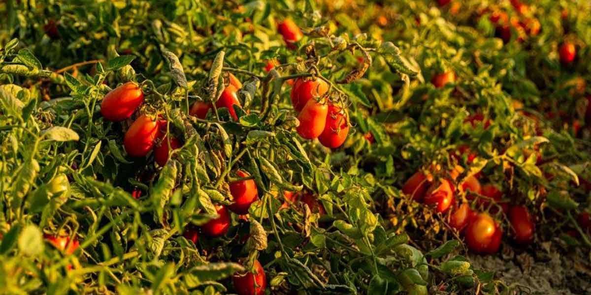 Casalasco Si Conferma Leader Nella Trasformazione Del Pomodoro