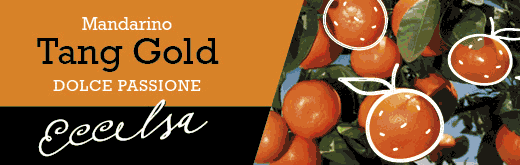 GALLO-FLEXI-SITO-tang-260206