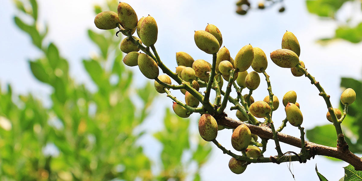 Spagna: è boom nella coltivazione di pistacchio