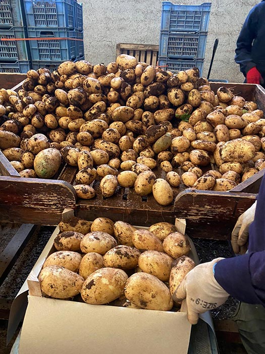 Cappellano Giuseppe - Ingrosso - Patate Da Seme E Da Consumo