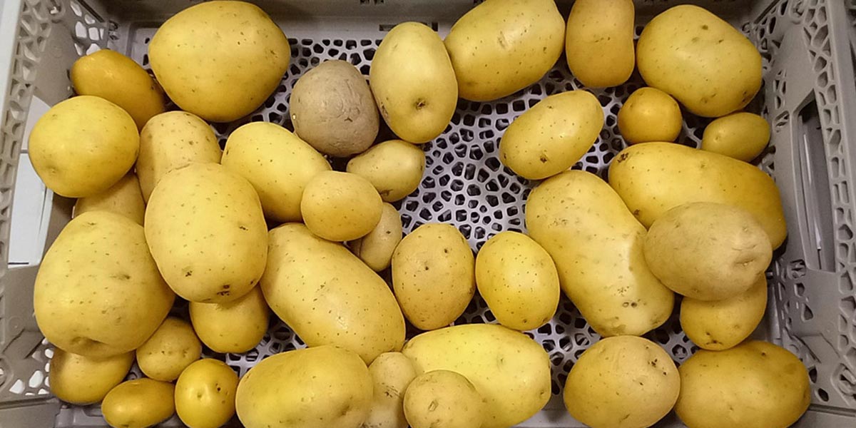 Patate in gdo: lo sfuso non funziona - Italiafruit News