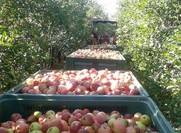 Da agente di viaggio a coltivatore di mele
