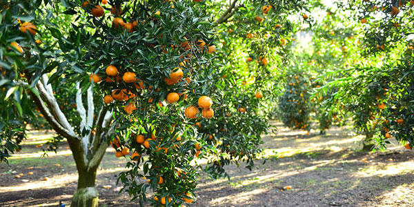 Dai mandarini all'uva, la frutta dei Balcani cresce 