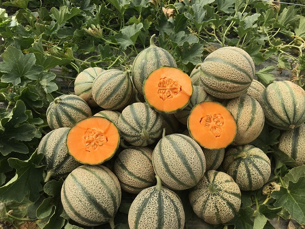 Best Melon, un progetto di filiera per il melone retato
