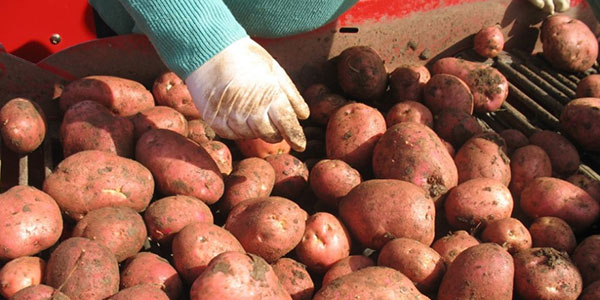 I prezzi della Gdo riconoscono il valore delle nostre patate
