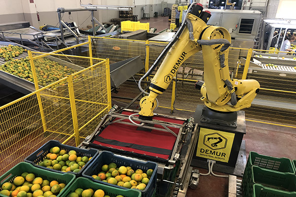 Il nuovo robot di Demur e Fanuc per lavorare gli agrumi