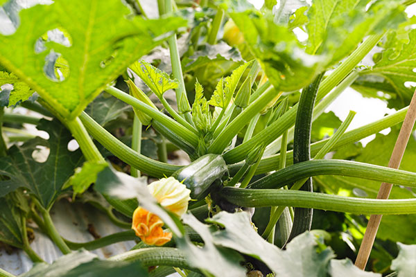 Da Rijk Zwaan un nuovo zucchino New Delhi resistente