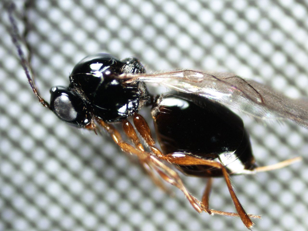 Un nuovo insetto alieno combatterà la Drosophila suzukii