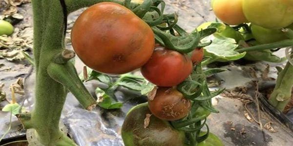 Francia, primo caso di Tomato brown virus
