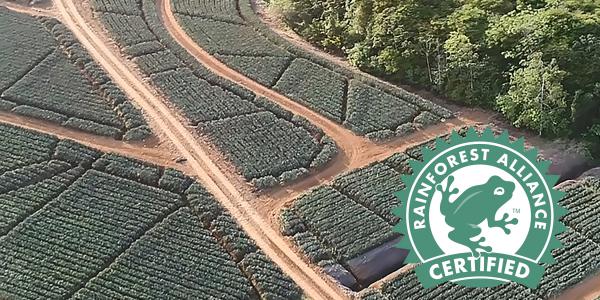 Certificazione Rfa per l'ananas Fyffes in Costa Rica