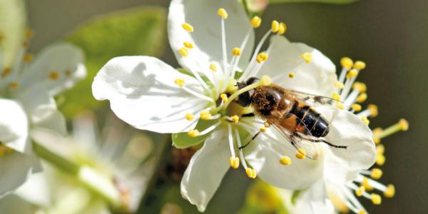 Carrefour crea un'oasi per le api