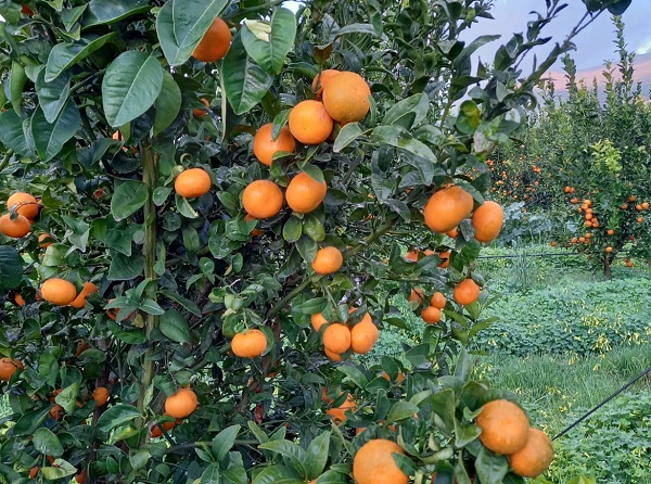 Clementine, per Apofruit il futuro è nelle nuove varietà
