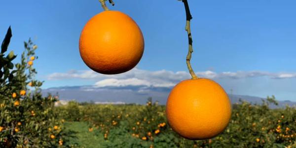 Oranfrizer svetta per fatturato: supera i 55 milioni