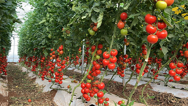Sicilia, presentati i nuovi pomodori Nunhems