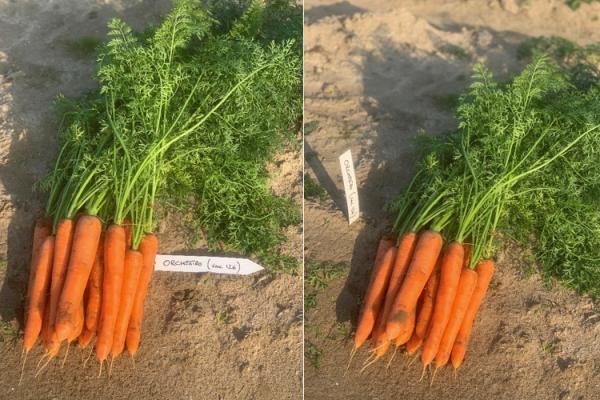 Nuova varietà di carota nantese dalla triplice attitudine