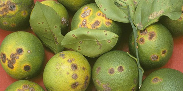 Citrus Black Spot, limoni argentini bloccati a Catania