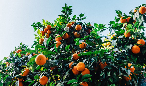 Clementine, prezzi alla produzione in ulteriore calo
