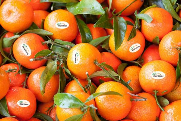 «Clementine, all'estero più spazio per il prodotto italiano»