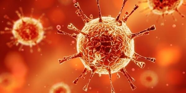 Coronavirus e sicurezza alimentare: cosa dicono gli studi
