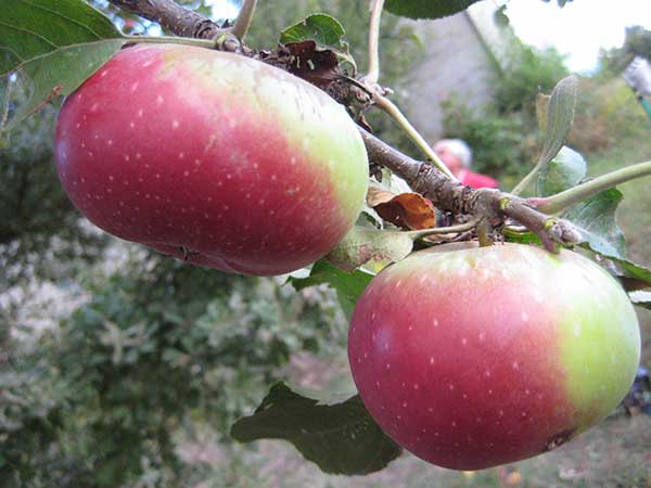 Crpv rilancia la mela rosa romana con un progetto ad hoc