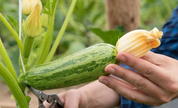 Zucchina Crü, aumentano le superfici coltivate