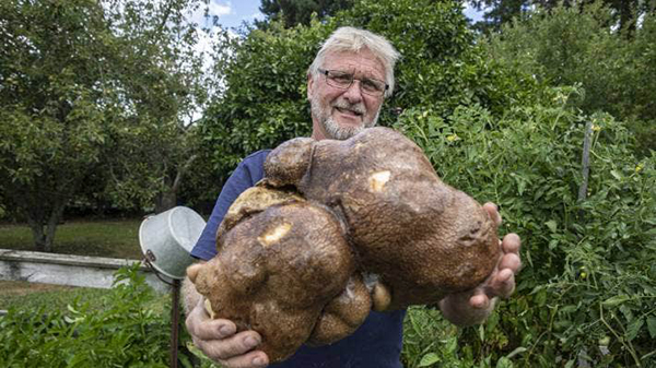 La patata più grande del mondo in realtà è una zucca
