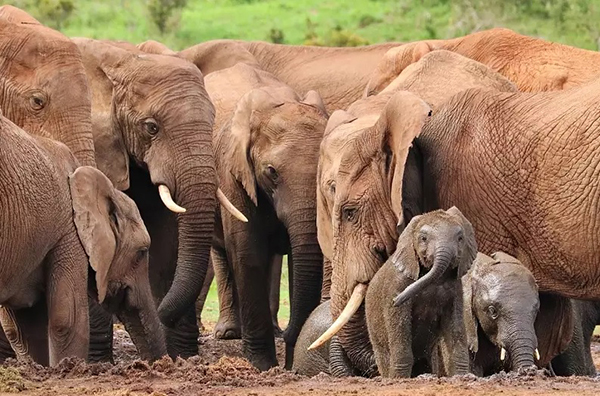 Si scalda il clima, gli elefanti rimangono senza frutta