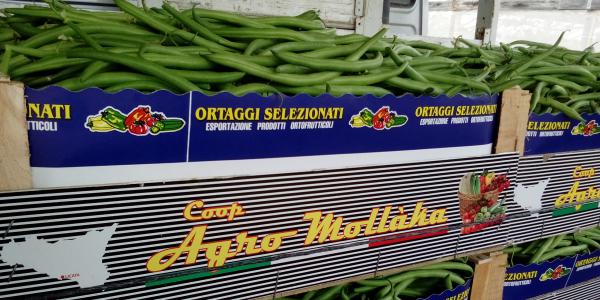 «Fagiolini, un anno particolare: prezzi in altalena»