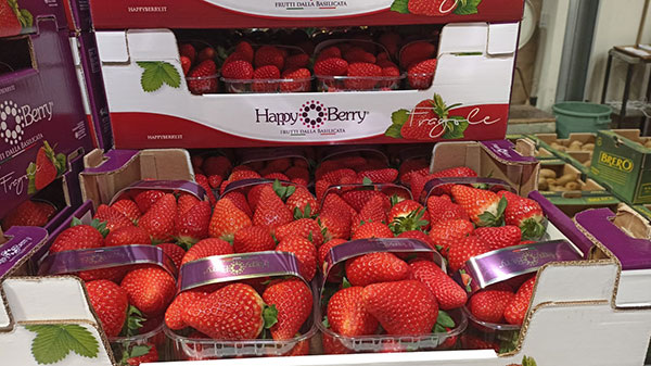 «Fragole, vendite buone ma vige l'incertezza»