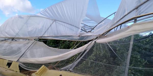 Il vento spazza la Sicilia, danni a serre e agrumi: le foto