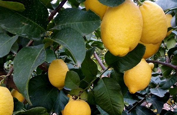 I limoni di Rocca Imperiale si fanno largo in Gdo