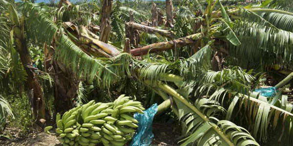 Le Antille dopo l'uragano Maria, perso l'80% delle banane