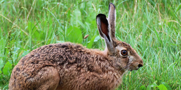 Lombardia, siccità e conigli devastano i raccolti