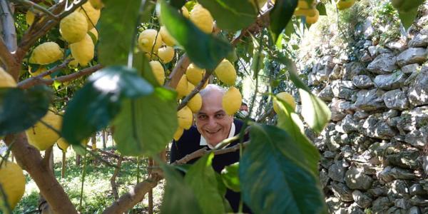 Limone Costa d'Amalfi Igp, nuovo strumento per competere