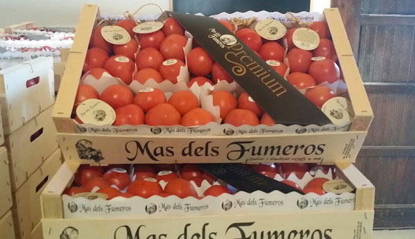 Med Hermes a Berlino con cinque varietà premium di pomodoro