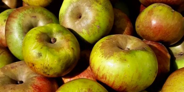 L'Università di Pisa studia le antiche mele toscane
