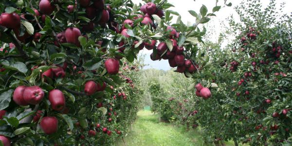 Cinquanta quintali di mele valtellinesi a San Patrignano 