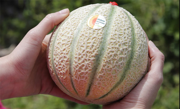 Melone, qualità al top per l'Igp Mantovano
