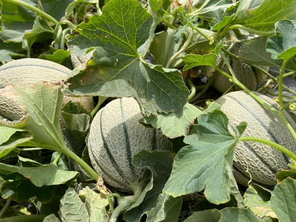 Come coltivare al meglio il melone: il mini sito di Nunhems