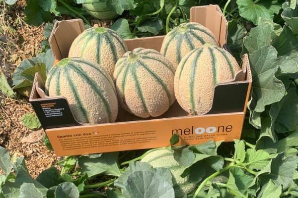 Meloni, aggregazione e qualità nella terra degli etruschi