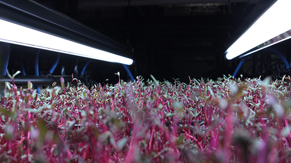 Con le serre di SpaceV, le verdure crescono nello spazio