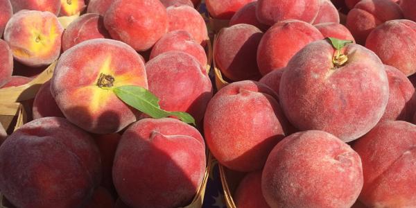 Drupacee, uva, pere estive: tutti i prezzi nei campi
