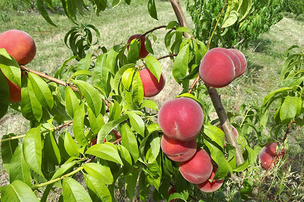 «Frutta, i consumatori vogliono nuove varietà»