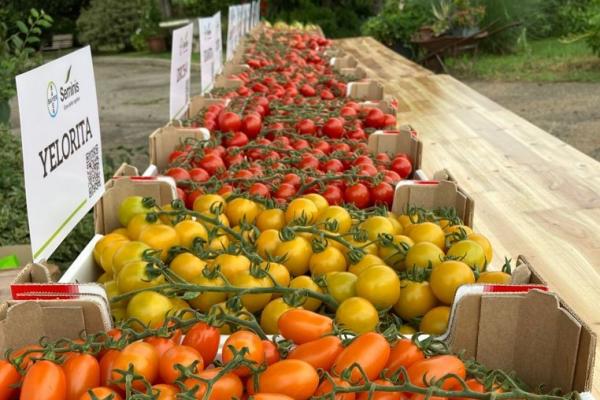Seminis, pomodori per soddisfare produttori e Gdo