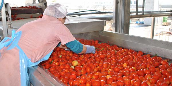 "Va.po.re": visite nei campi per pomodoro da industria