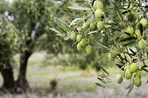 Colture arboree mediterranee, nasce Prometeo