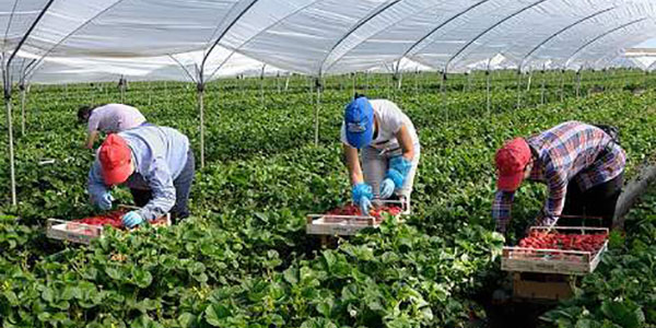Puglia, vietato lavorare nei campi nelle ore più calde