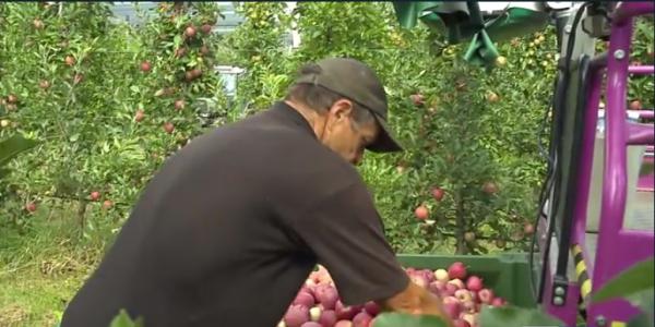 Raccolta mele, Trentino in affanno con la manodopera