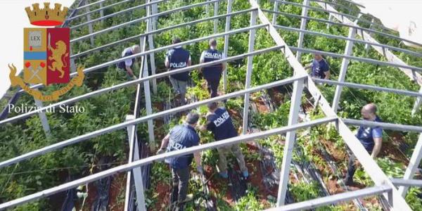 Sei tonnellate di cannabis nelle serre dei pomodori
