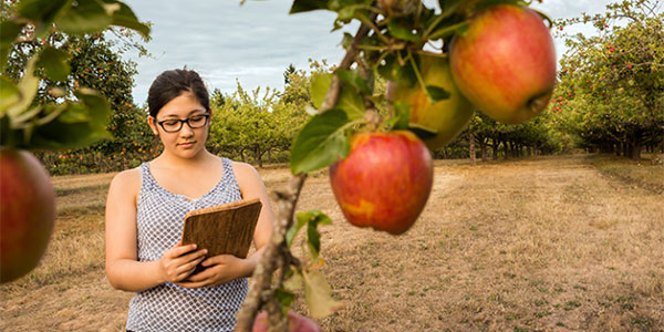 Riscaldo delle mele, i rischi si misurano in campo